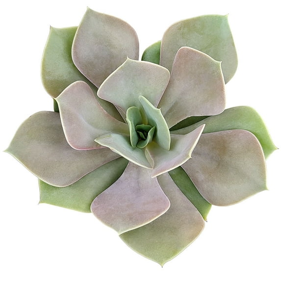 Echeveria Lolita (4"+ Minimalist Pot) - Tiny, Lovely, Easy to Care Rosette Succulents - Live Succulents for Indoor Places