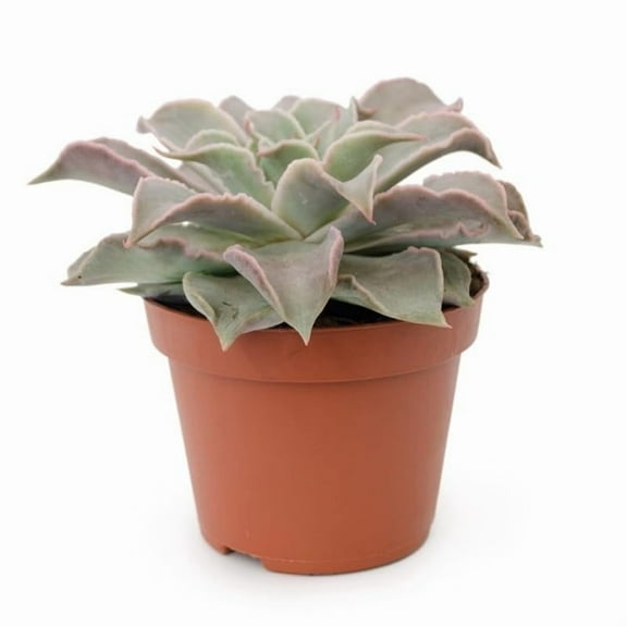 Echeveria Madiba - Live Starter Plant in a 2 Inch Growers Pots - Rare and Beautiful Compact Colorful Easy Care Succulent