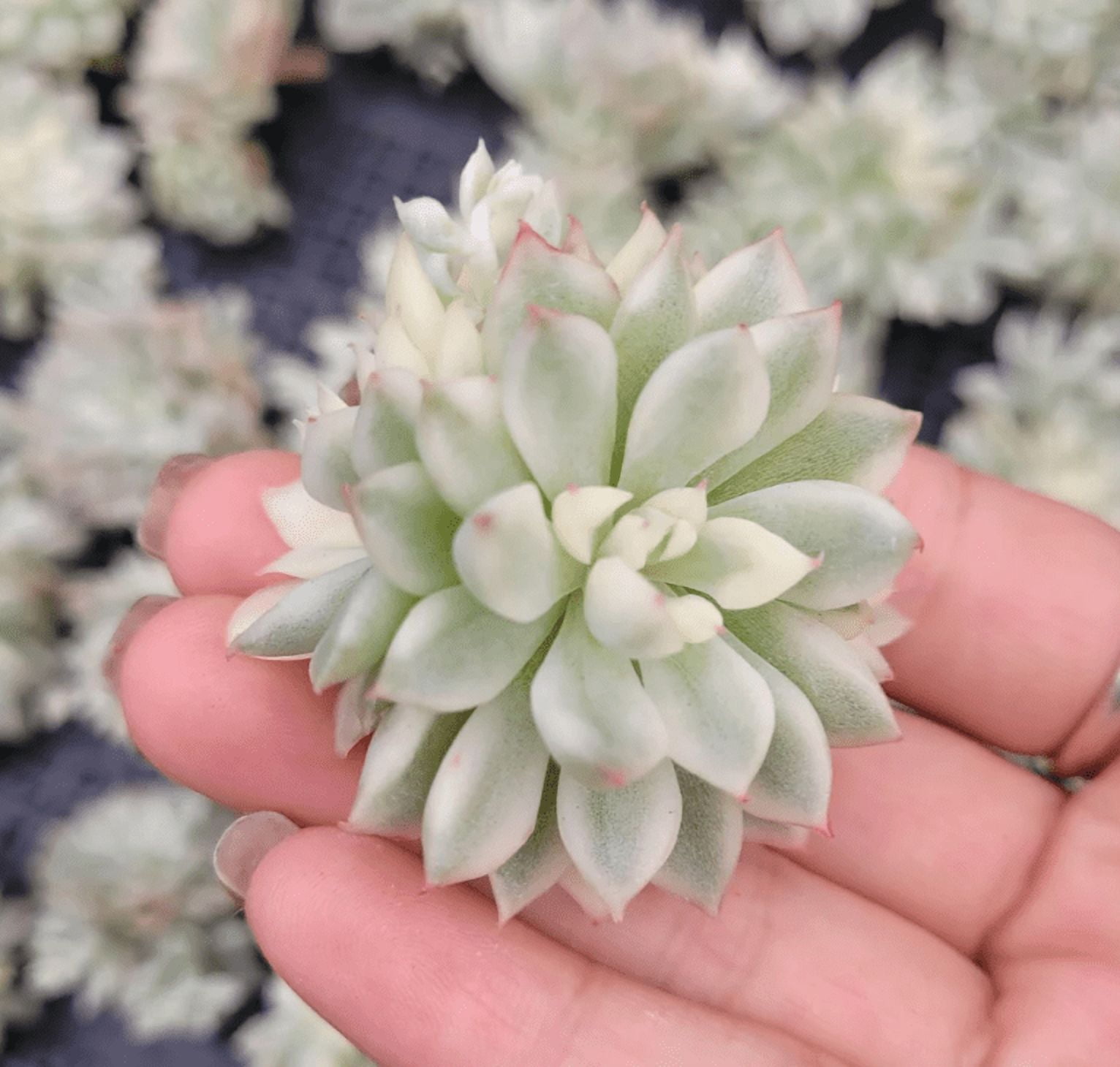 Echeveria Mebina Variegated Succulent Live Plant 2 Inch for Indoor Outdoor Home Office Garden Decor