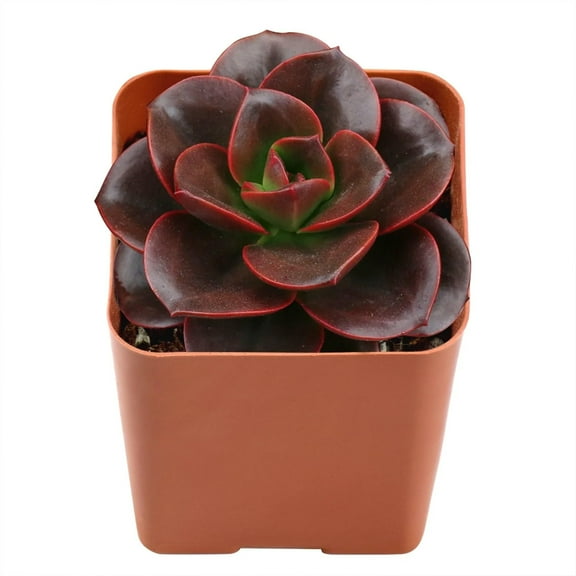 Echeveria Melaco - 2 Live Starter Plants in 2 Inch Growers Pots - Rare and Beautiful Colorful Compact Easy Care Succulent
