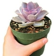 thumbnail image 1 of Echeveria Perle Von Nurnberg Purple Rosettes Succulent, Succulent Gift Home Décor - 4 inch, 1 of 4