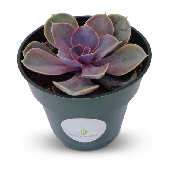 Echeveria Perle Von Nurnberg Succulents, 4" Pot