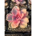 Echeveria Rainbow April Farm/Rare Succulents
