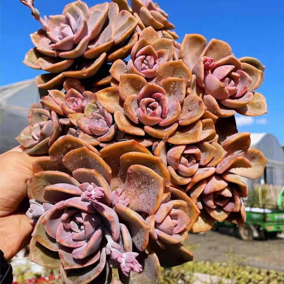 Echeveria Rainbow Group,rare succulents, potted plants,12cm, BareRoot, No Soil,Easy to take root and sprout, suitable even for beginners.
