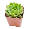 thumbnail image 1 of Echeveria Ramillette (2"+ Plastic Pot) - Mexican Hens and Checks - Tiny, Lovely, Easy to Care Succulents - Live Succulents for Home Office, 1 of 9