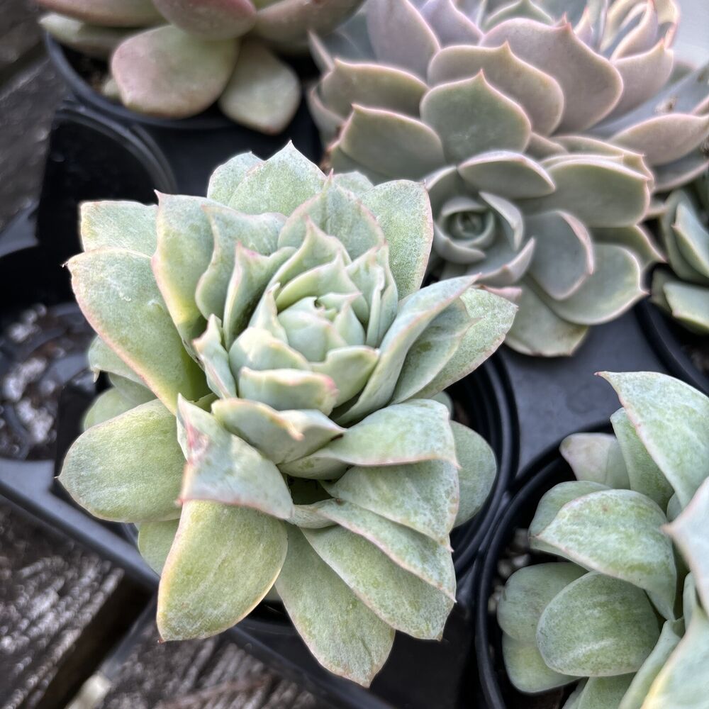 Echeveria “Rose Queen” Silver (4  Inch Pot)