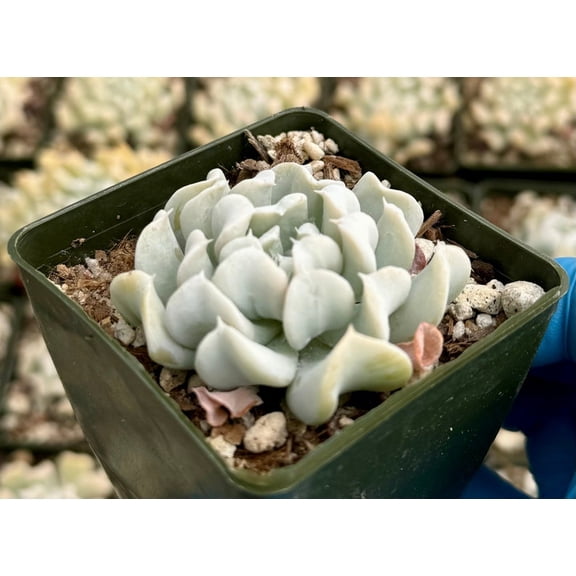 Echeveria Runyonii Succulents Live Plants Rare Blue Succulent Houseplant 2" Pot