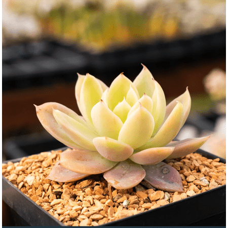 Echeveria Silk Veil Succulent Live Plant 2 Inch for Indoor Outdoor Home Office Garden Decor