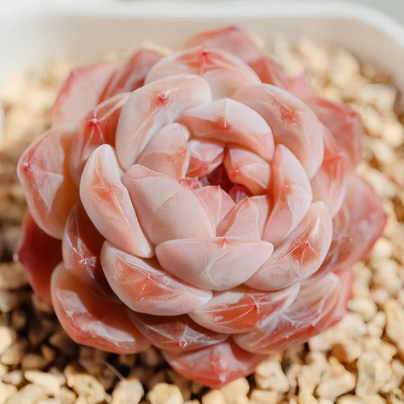 Echeveria 'Snow Tart' Live Succulent, 3 Inch, Indoor | outdoor potted plants, Ideal Gift, Home & Office Decor