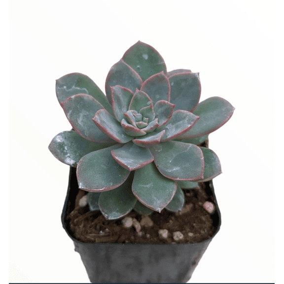 Echeveria Sp Succulent Live Plant 2 Inch for Indoor Outdoor Home Office Garden Decor