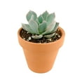 thumbnail image 1 of Echeveria Subsessilis (2"+ Clay Pot) - Tiny, Lovely, Easy to Care Succulents - Live Succulents for Home Office, 1 of 3