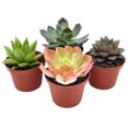 thumbnail image 1 of Echeveria Succulent Assortment, 3 inch Potted Live Variety Set, 1 of 9