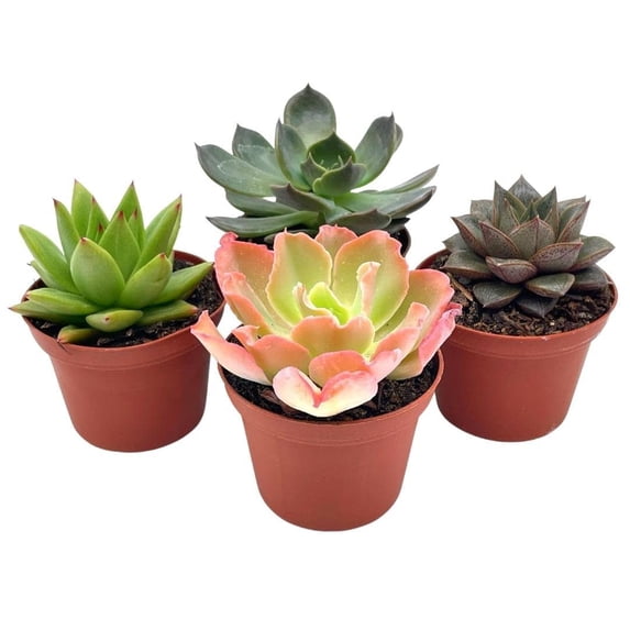 Echeveria Succulent Assortment, 3 inch Potted Live Variety Set