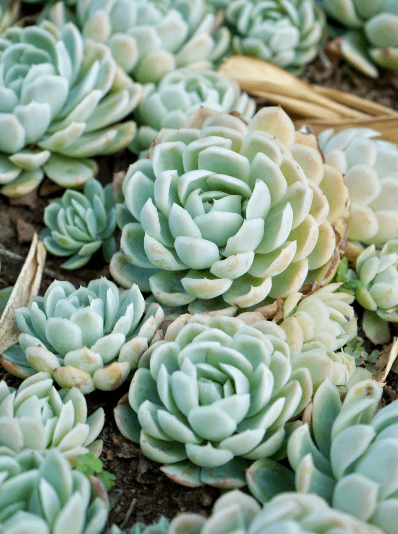 white clay plant pot Gift White Ceramic Succulent Planters with Bamboo Tray with Cactus or Succulent 3