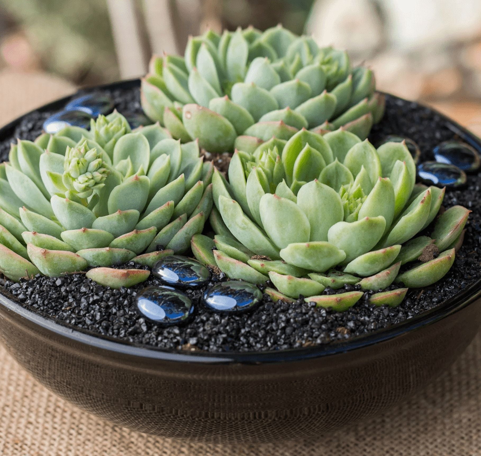 sherwin williams succulent Succulent Paint Sample by Sherwin-Williams (9650) main image 1