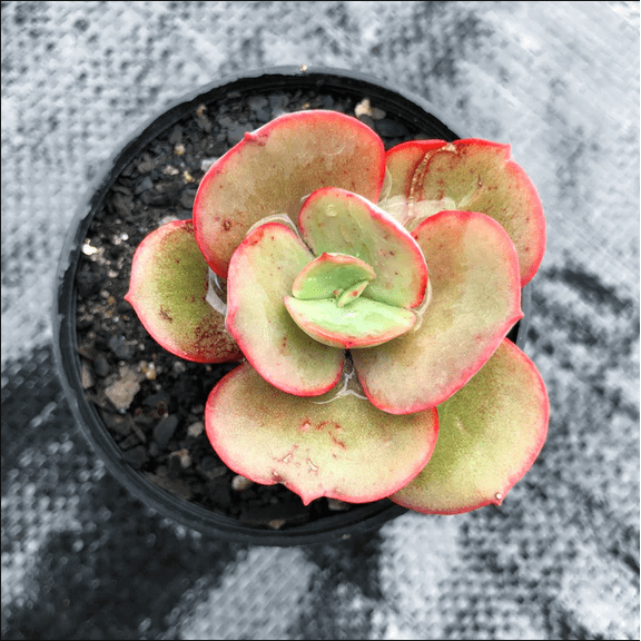 Echeveria Suyon Succulent Live Plant 2 Inch for Indoor Outdoor Home Office Garden Decor