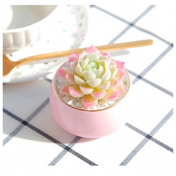 Echeveria White Moon live succulent with fully established roots, 3 inches. Shipped bare root. Ideal for home, indoor and outdoor decor.