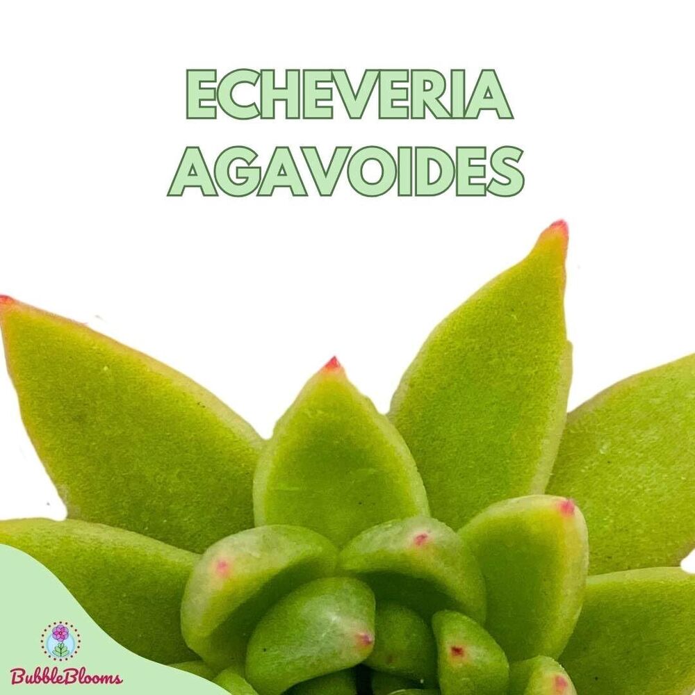 Echeveria agavoides, MoldedWax Agave, in 3 inch Pot,