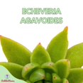 Echeveria agavoides, MoldedWax Agave, in 3 inch Pot,