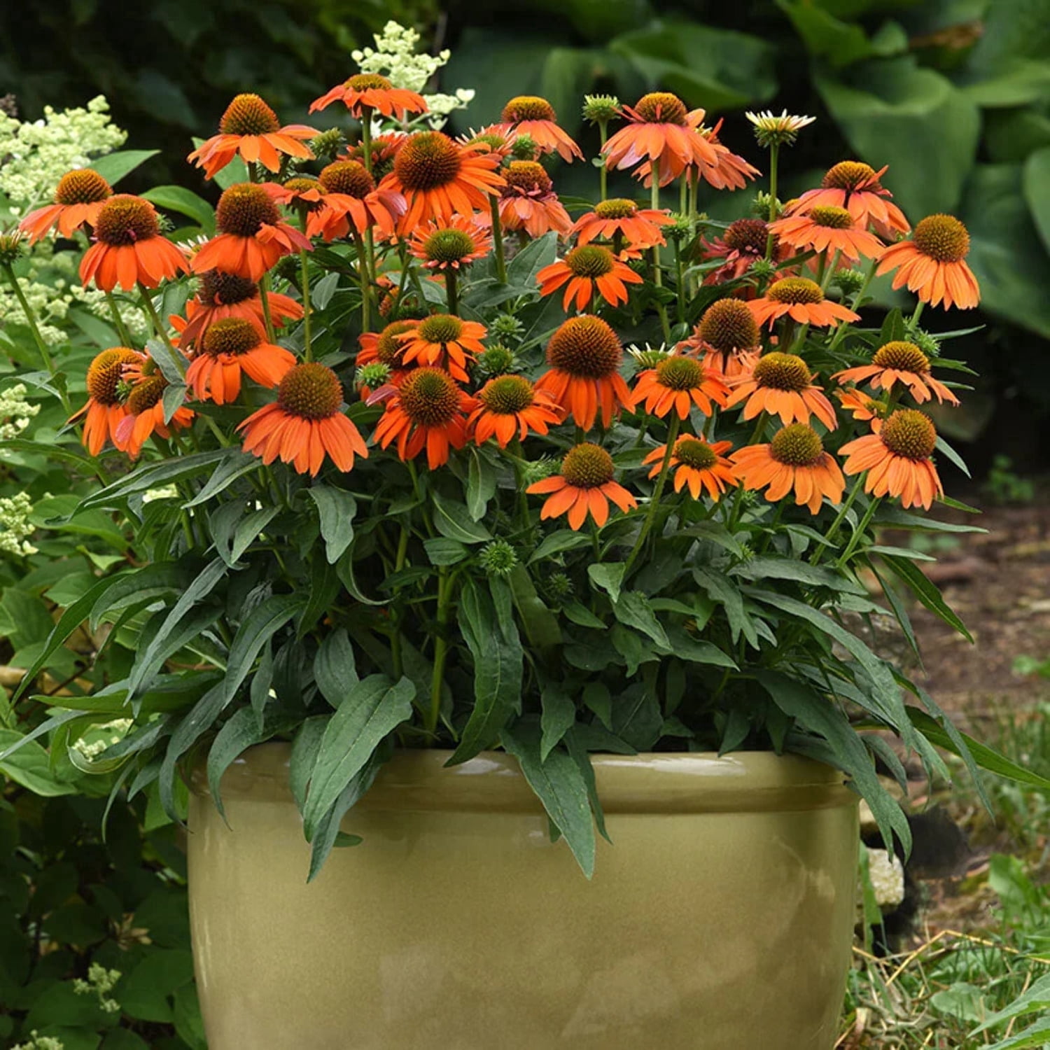 Echinacea Artisan Soft Orange F1 Seed - 25 Seeds