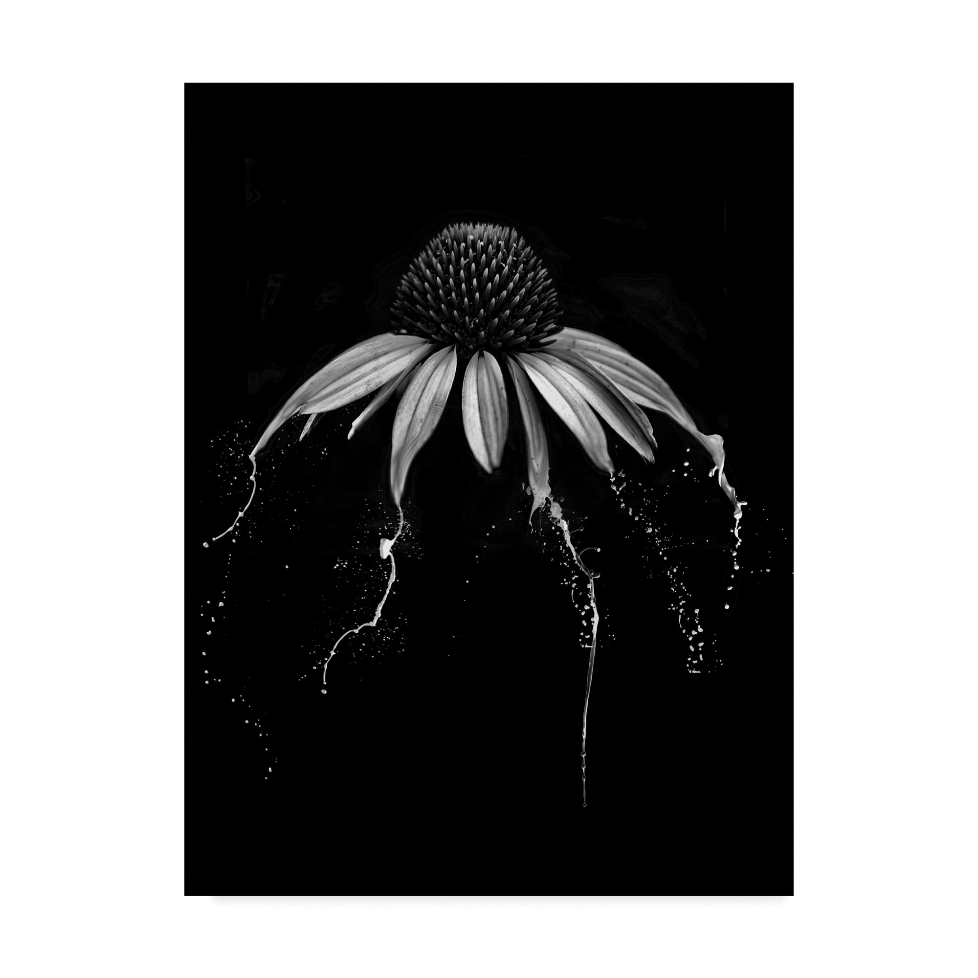 Echinacea Black And White' Canvas Art by Lori Hutchison