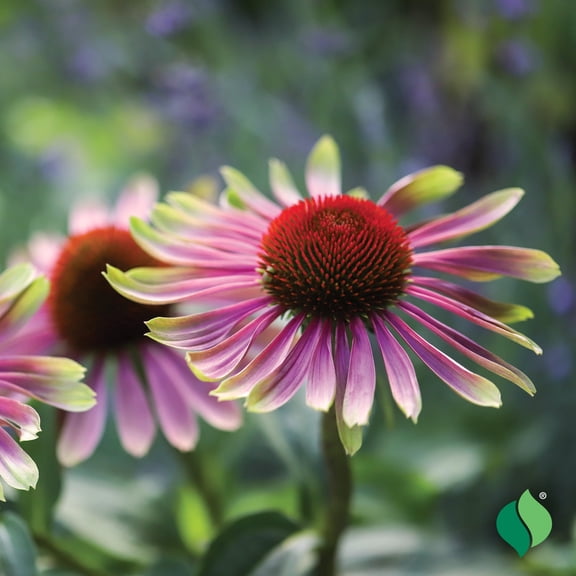 Echinacea Green Twister