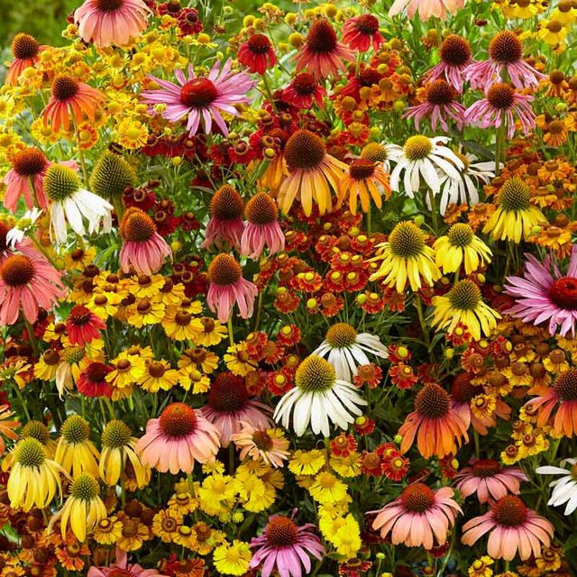 Eden Brothers Echinacea Helenium Butterfly Attractor Mix - Walmart.com