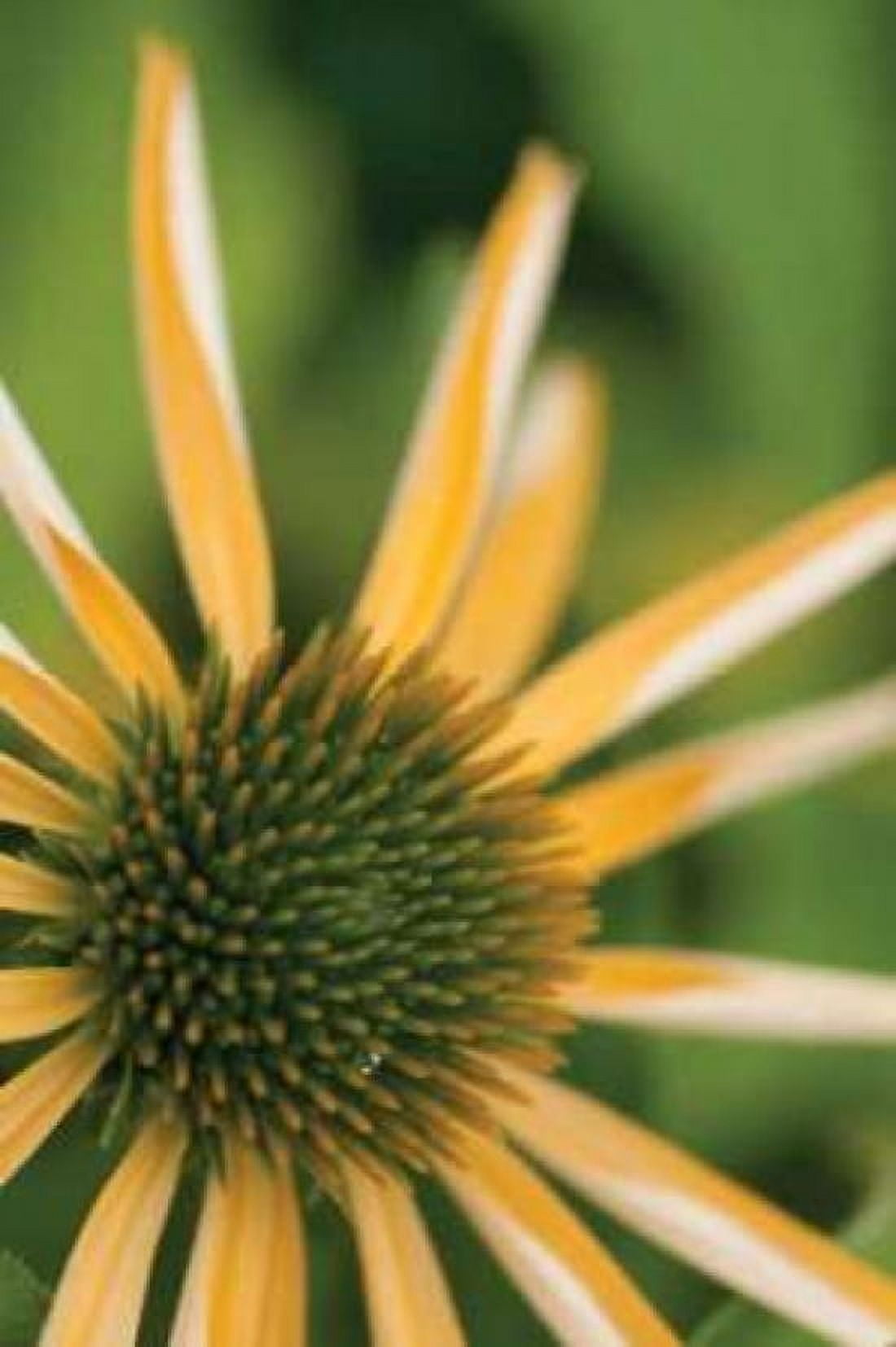 Echinacea I Canvas Art - Erin Berzel (20 x 28)