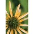 thumbnail image 1 of Echinacea I Poster Print by Erin Berzel-VARPDXPSBZL279, 1 of 2