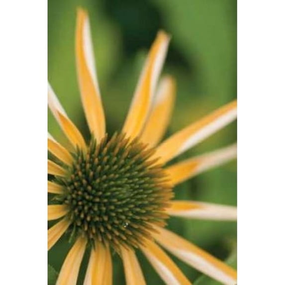 Echinacea I Poster Print by Erin Berzel-VARPDXPSBZL279