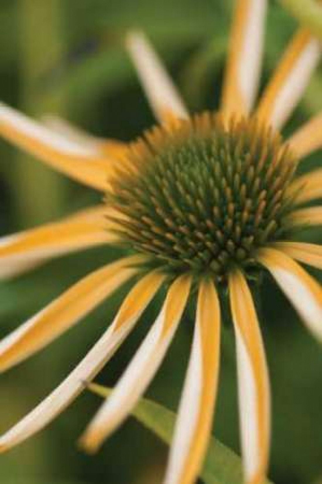 Echinacea II Canvas Art - Erin Berzel (20 x 28)