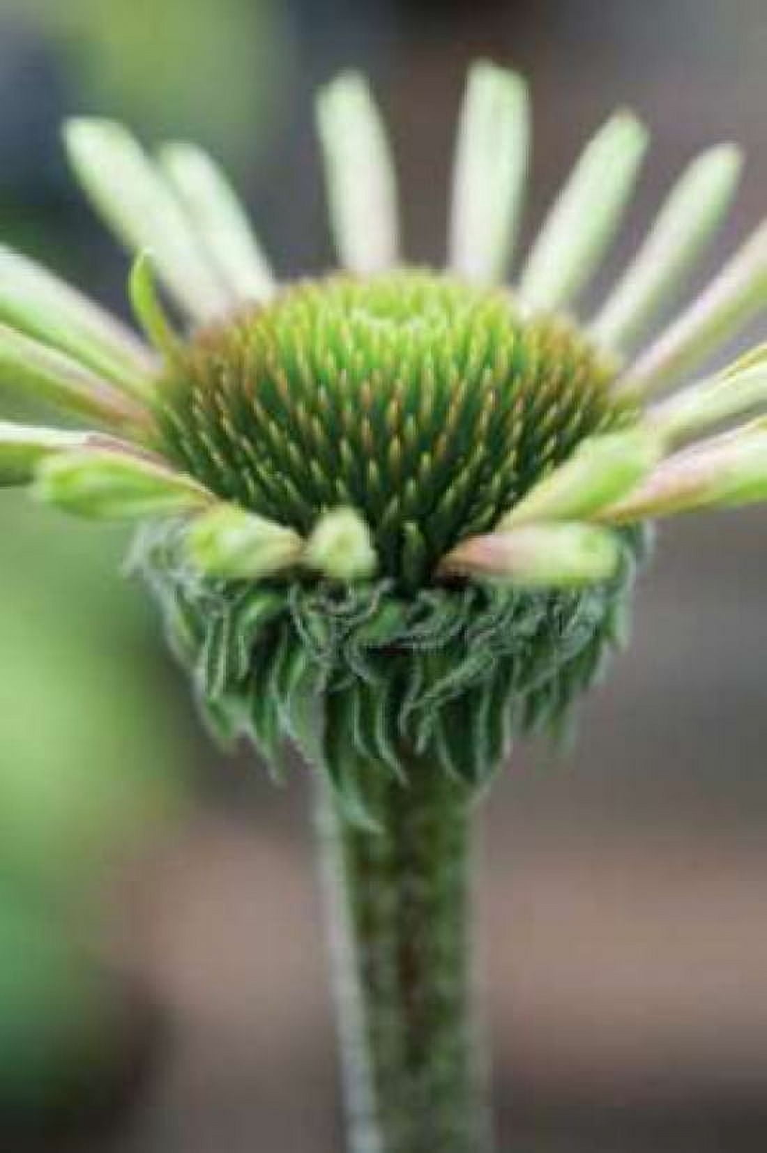 Echinacea IV Canvas Art - Erin Berzel (20 x 28)