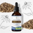 thumbnail image 1 of Secrets Of The Tribe Echinacea Root Tincture Dietary Supplement, Natural Herbal Extract for Respiratory Health Support, Echinacea (Echinacea purpurea) Dried Root, Alcohol-Free Extract, Drops 4 oz, 1 of 7