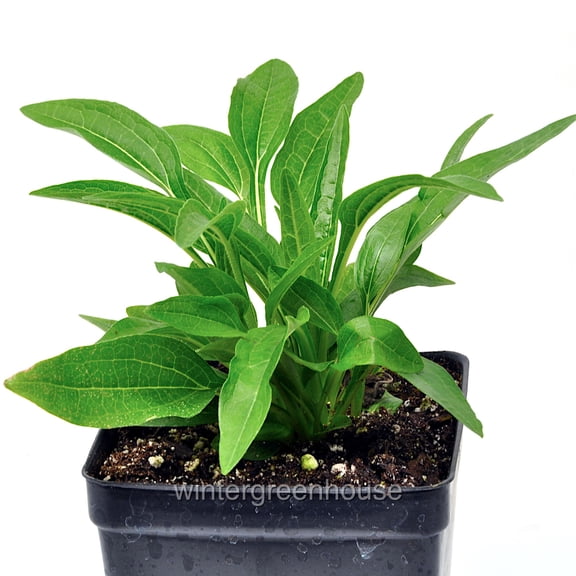 Echinacea Sombrero, Salsa Red, Coneflower - Pot Size: 4.5in - Flowers