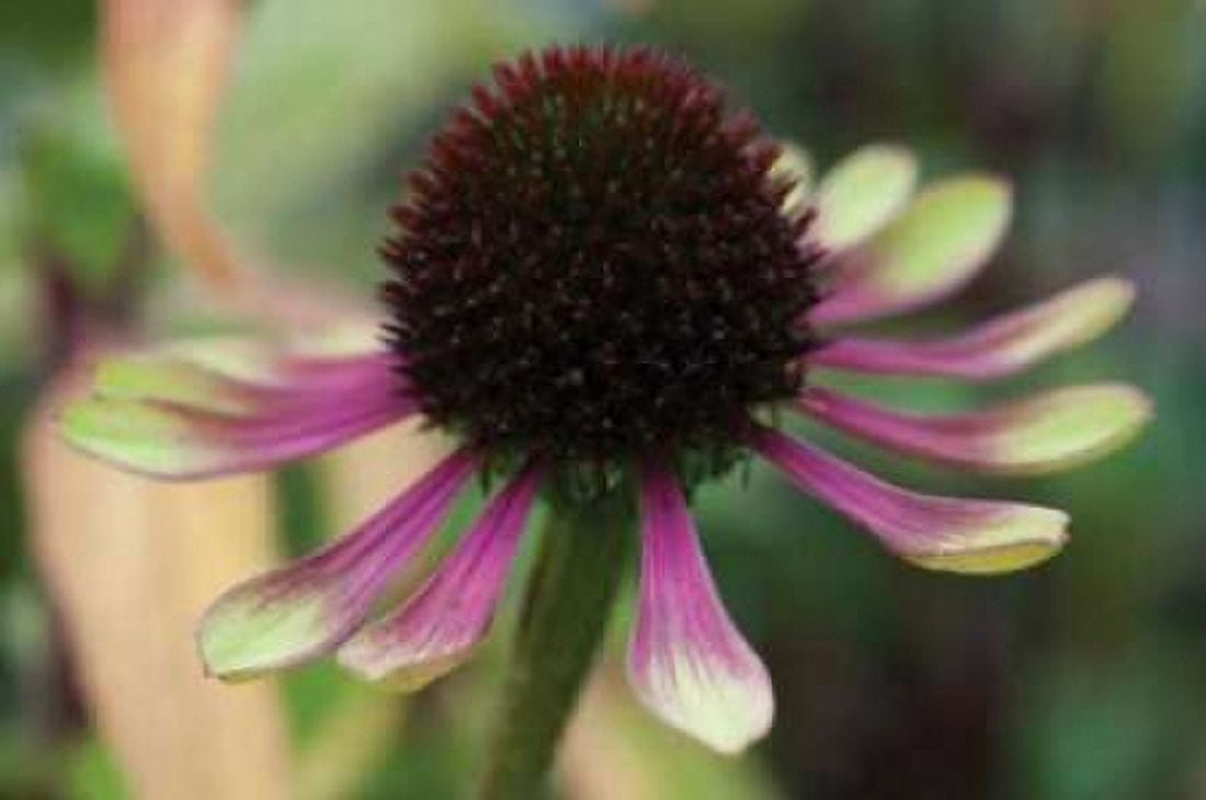 Echinacea VI Canvas Art - Erin Berzel (20 x 28)