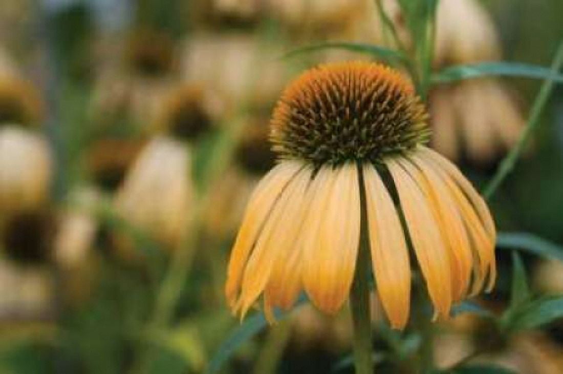 Echinacea VII Canvas Art - Erin Berzel (20 x 28)