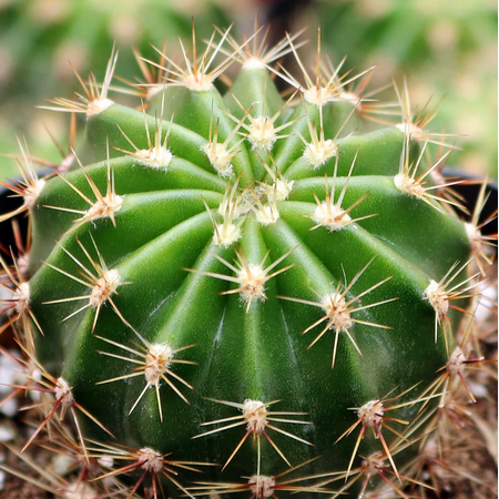 Echinobivia ‘Rainbow Bursts’ Cactus Live Plant 2 Inch for Indoor Outdoor Home Office Garden Decor