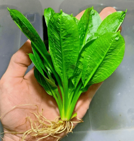 Echinodorus Rosette Sword  Plant Live Aquarium Plants