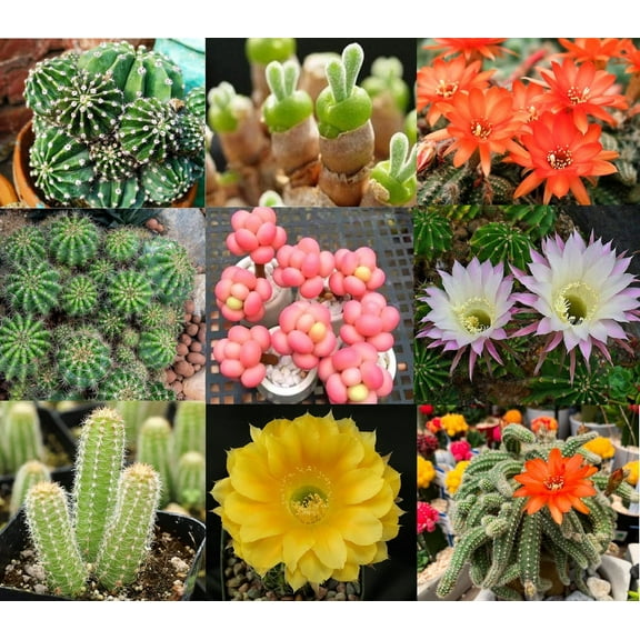 Echinopsis Cactus Species Mix - 50+ Seeds - All The Favorites! - Ships from Iowa, USA - Grow Exotic Cacti