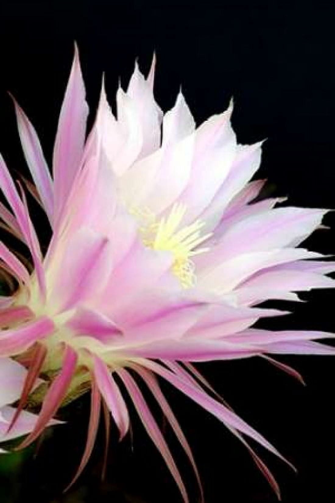 Echinopsis Flowers I Canvas Art - Douglas Taylor (24 x 36)