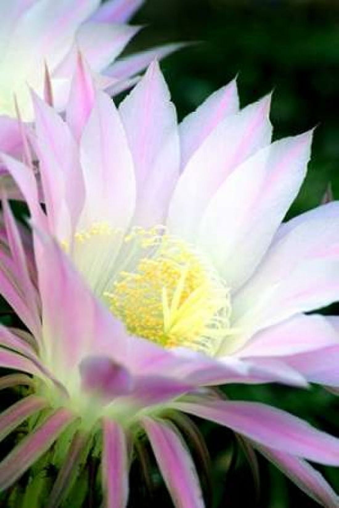 Echinopsis Flowers II Canvas Art - Douglas Taylor (24 x 36)