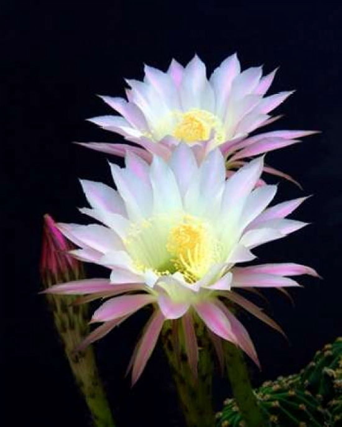 Echinopsis Flowers III Canvas Art - Douglas Taylor (24 x 30)