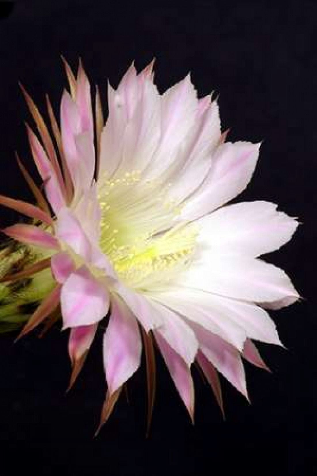 Echinopsis Flowers IV Canvas Art - Douglas Taylor (12 x 18)