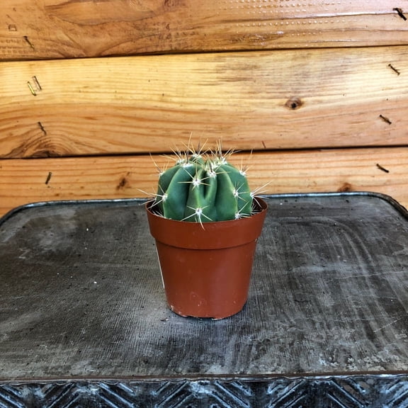 Echinopsis Leucantha Cactus, 2" Plant