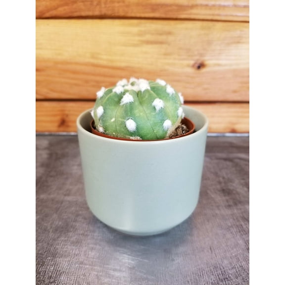 Echinopsis Subdenudata Cactus, 2" Plant, The Plant Farm