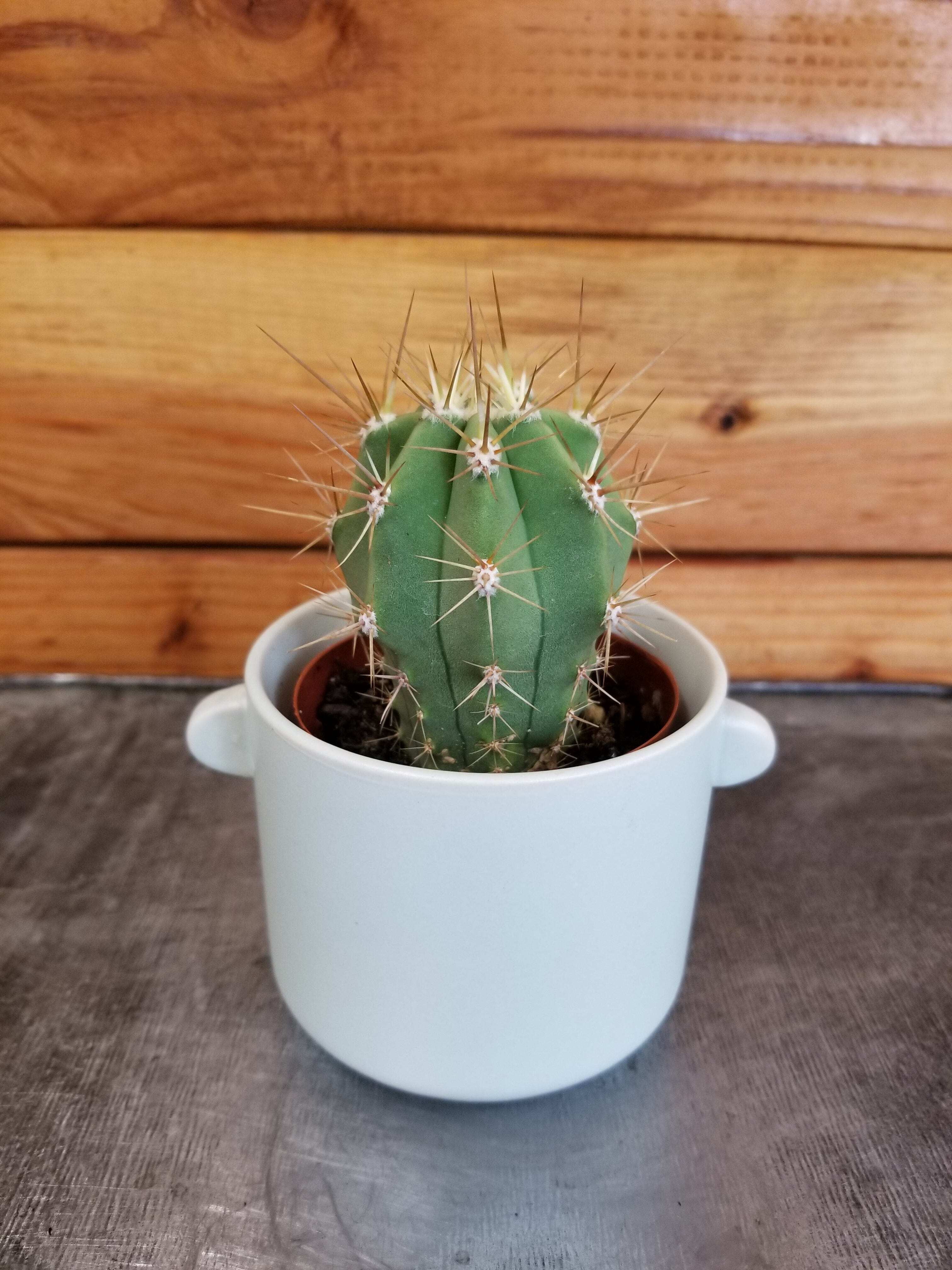 Echinopsis Terscheckii Cactus, 2" Plant - Walmart.com