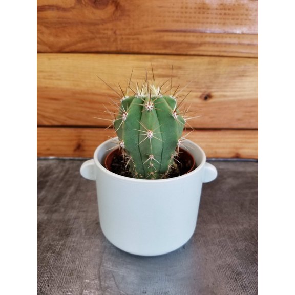 Echinopsis Terscheckii Cactus, 2" Plant, The Plant Farm