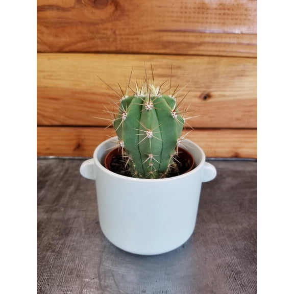 Echinopsis Terscheckii Cactus, 2" Plant