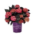 thumbnail image 1 of Eclipse® Bigleaf Hydrangea, 1 of 2