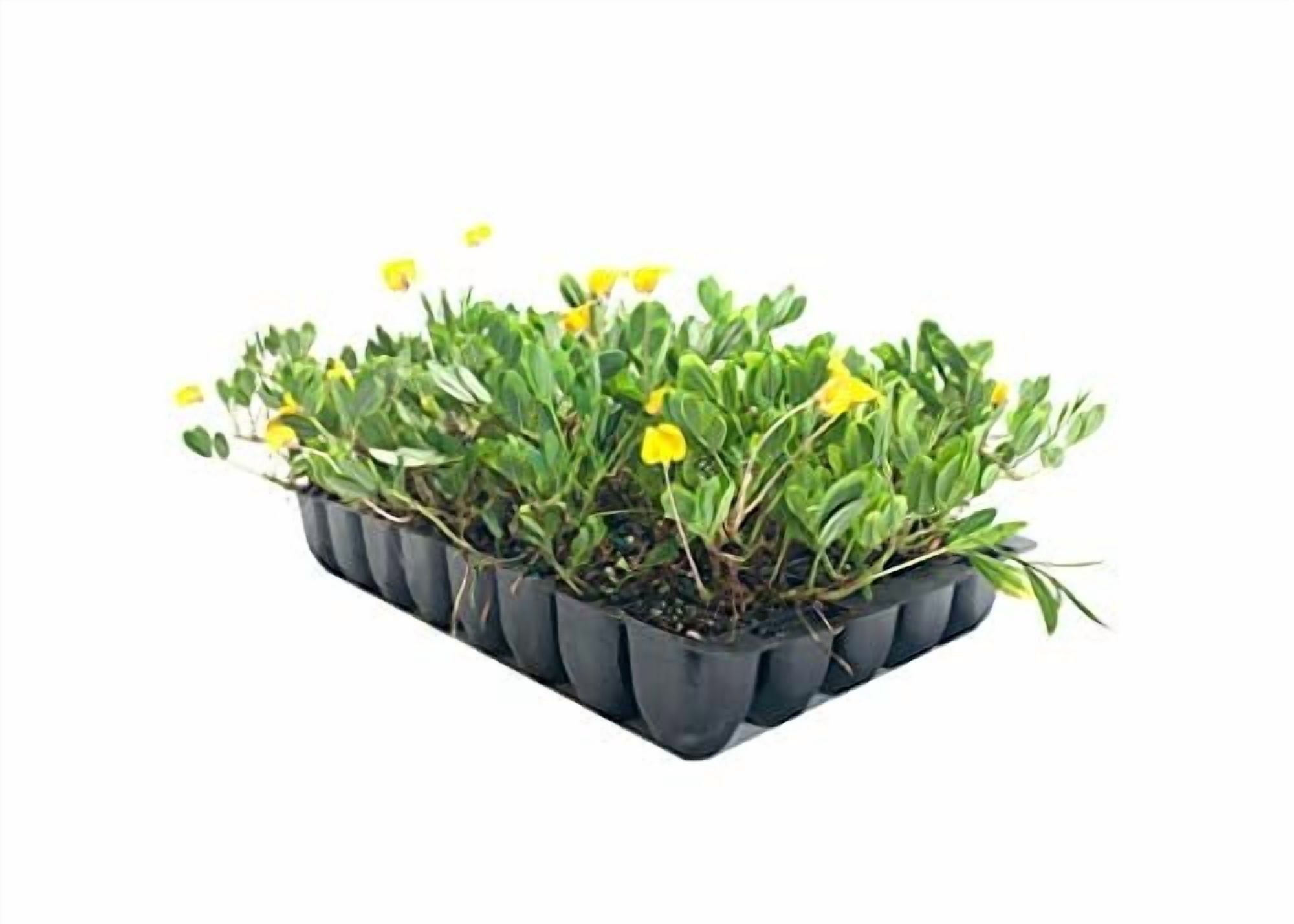 EcoTurf Perennial Peanut Grass - 3 Live Plants - Arachis Glabrata - Drought Tolerant Low Maintenance Ground Cover
